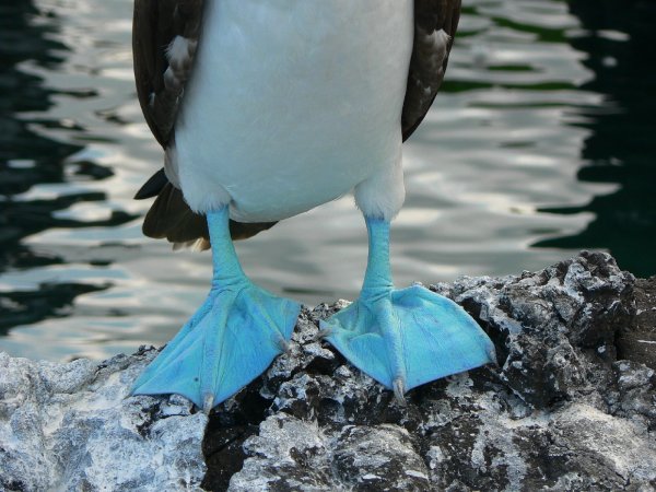 43- Les pieds vraiment bleus 